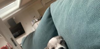 Hund schläft auf Sofa