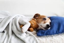 Schlafender Jack Russel Terrier Welpe mit Spielzeug im Bett