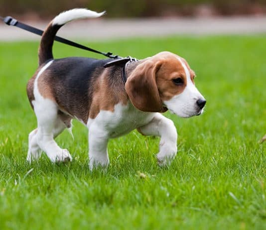 Beagle Welpe läuft an der Leine auf einer grünen Wiese. Sehr gute Leinenführigkeit.