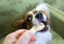 Kleiner Hund beißt in einen kleinen Kauknochen