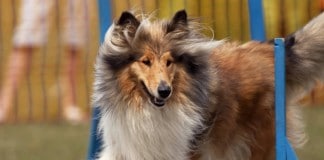 Crufts 2014: Die größte Hundeschau der Welt