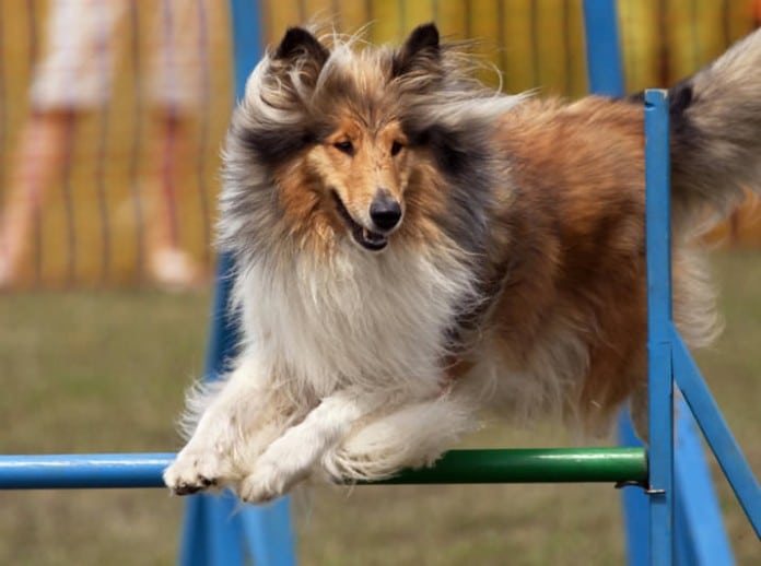 Crufts 2014: Die größte Hundeschau der Welt