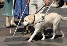 Blindenhund - ein ganztägiger Job für ausgebildete Hunde