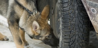Drogenspürhund: Ein Berufsspezialist