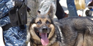 Militärhund