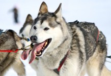 Schlittenhund: Der Beruf für Hunde wandelte sich vom Zug und Lasttier zum Leistungssportler