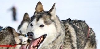 Schlittenhund: Der Beruf für Hunde wandelte sich vom Zug und Lasttier zum Leistungssportler