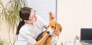Beruf Tierphysiotherapeut