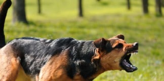 Beruf Tierpsychologe - ein Tierpsychologe kümmert sich auch um verhaltensauffällige Hunde.