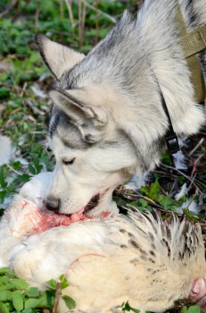 Schlingfressen erbt der Hund vom Wolf, der seine Beute selbst erjagte