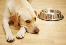 Eliminationsdiat Fur Hunde Hilfe Bei Allergien Mydog365 Magazin
