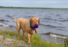 Ein Hund hält ein Spielzeug im Maul und trottet am Seeufer entlang.