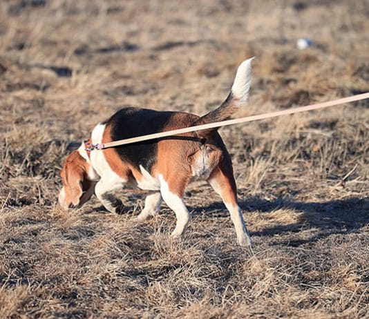 Beagle schnüffelt, Mantrailing, Schnüffelspiele