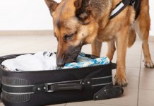 Ein Hund schnüffelt in einem Koffer - findet er, was er sucht?