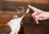 Welpenerziehung: Ein Chihuahua-Welpe gehorcht aufs Wort - die Sozialisierungsphase wurde effektiv genutzt.