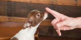 Welpenerziehung: Ein Chihuahua-Welpe gehorcht aufs Wort - die Sozialisierungsphase wurde effektiv genutzt.