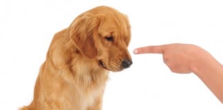 Veraltete Hundetrainersprüche: Den Hund ausschimpfen und in die Ecke schicken.