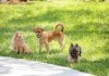 Drei Welpen bei der Welpenspielgruppe einer Hundeschule.