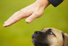 Ein Hundewelpe starrt ruhig auf eine Hand - er lernt das Grundkommando "Bleib"