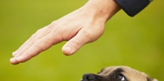 Ein Hundewelpe starrt ruhig auf eine Hand - er lernt das Grundkommando "Bleib"