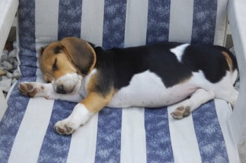 Schlafender Welpe (Beagle)