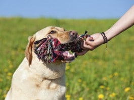 Ein Seil mit Knoten kann als Zerrspielzeug dienen, wie im Maul dieses Hundes.