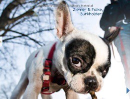 Ziemer & Falke: Fallbeispiele für Hundetrainer