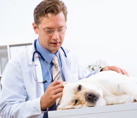 Einen guten Tierarzt erkennen