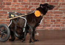Hüftdysplasie beim Hund: Ein Rollstuhl kann helfen