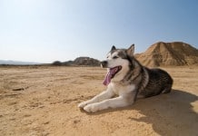 Hund bei Hitze: Ein Husky hechelt im heißen Wüstensand
