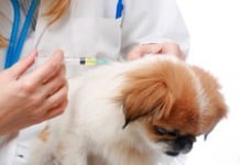 Impfungen beim Hund