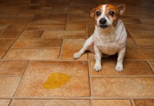 Inkontinenz bei Hunden - Ursachen und Lösungen