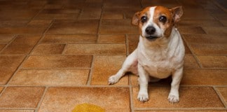 Inkontinenz bei Hunden - Ursachen und Lösungen