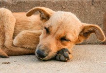 Ein schlafender Hund - hat er Rundwürmer? Vielleicht, denn meist verursachen sie keine sichtbaren Symptome.