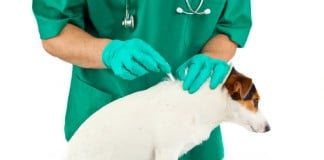 Ein Tierarzt gibt einem Hund eine Wurmkur über Spritze.