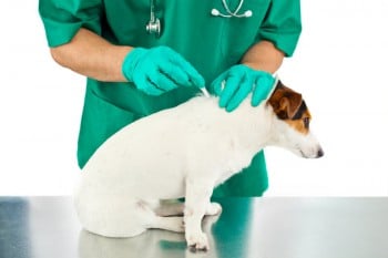Ein Tierarzt gibt einem Hund eine Wurmkur über Spritze.