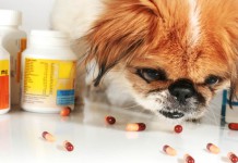Dieser Hund isst einige Pillen - ohne Inhaltsstoffe, ein Placebo-Medikament