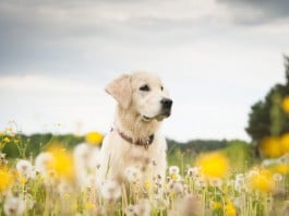 Pollenallergie (Heuschnupfen) bei Hunden