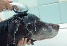 Ein Hund mit Räude bekommt eine gründliche Dusche, Duschkopf nüber Hundekopf.