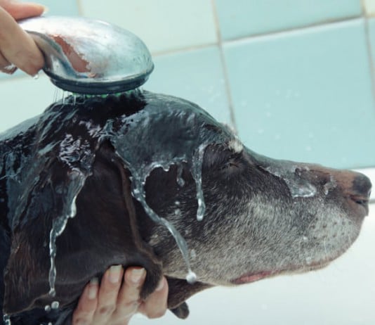 Ein Hund mit Räude bekommt eine gründliche Dusche, Duschkopf nüber Hundekopf.