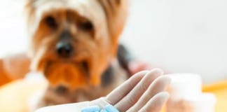 Ein Hund bekommt einige blaue Tabletten auf einer Hand angeboten. Chemie oder Schüßler-Salze?