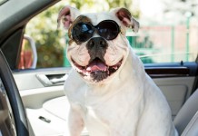 Coole Bulldogge sitzt mit Sonnenbrille im Auto.