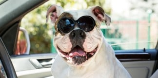 Coole Bulldogge sitzt mit Sonnenbrille im Auto.