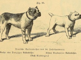 Bullenbeißer (Schaubild aus Beckmann 1895)