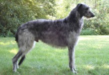 Deerhound – Schottischer Hirschhund