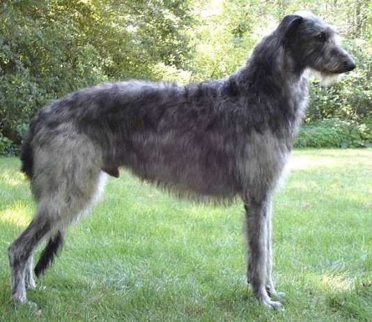 Deerhound – Schottischer Hirschhund