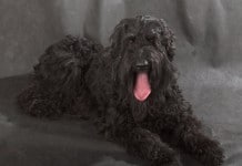 Russischer Schwarzer Terrier auf schwarz-grauem Hintergrund