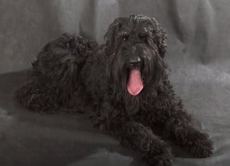 Russischer Schwarzer Terrier auf schwarz-grauem Hintergrund
