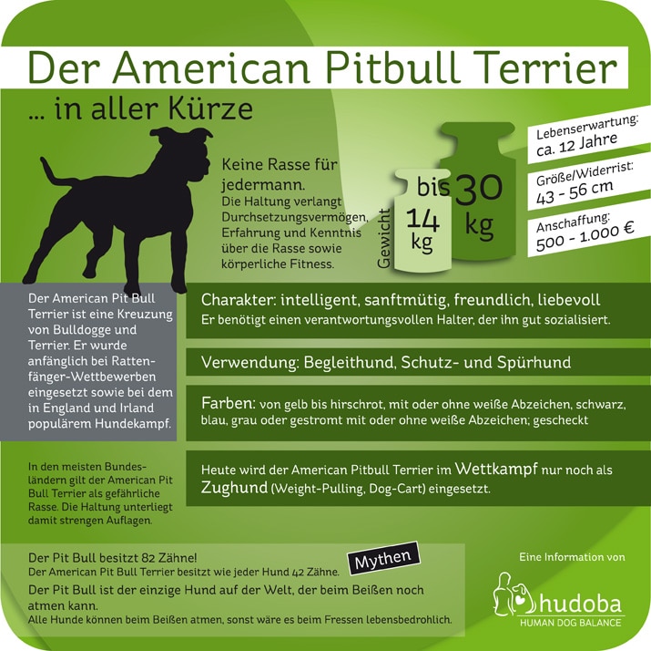 Infografik American Pit Bull Terrier... in aller Kürze - Wissenswerte und Interessante Fakten