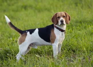 Ein braun-weiß-schwarzer Beagle steht auf einer grünen Wiese
